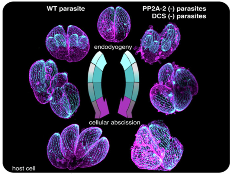 Cytokinetic abscission in Toxoplasma gondii is governed by protein phosphatase 2A and the daughter cell scaffold complex