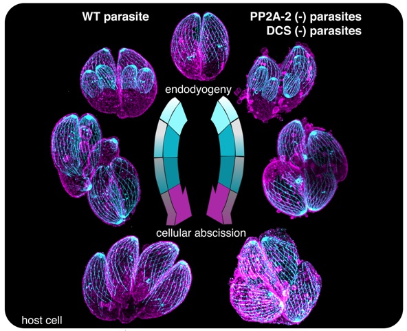 Cytokinetic abscission in Toxoplasma gondii is governed by protein phosphatase 2A and the daughter cell scaffold complex